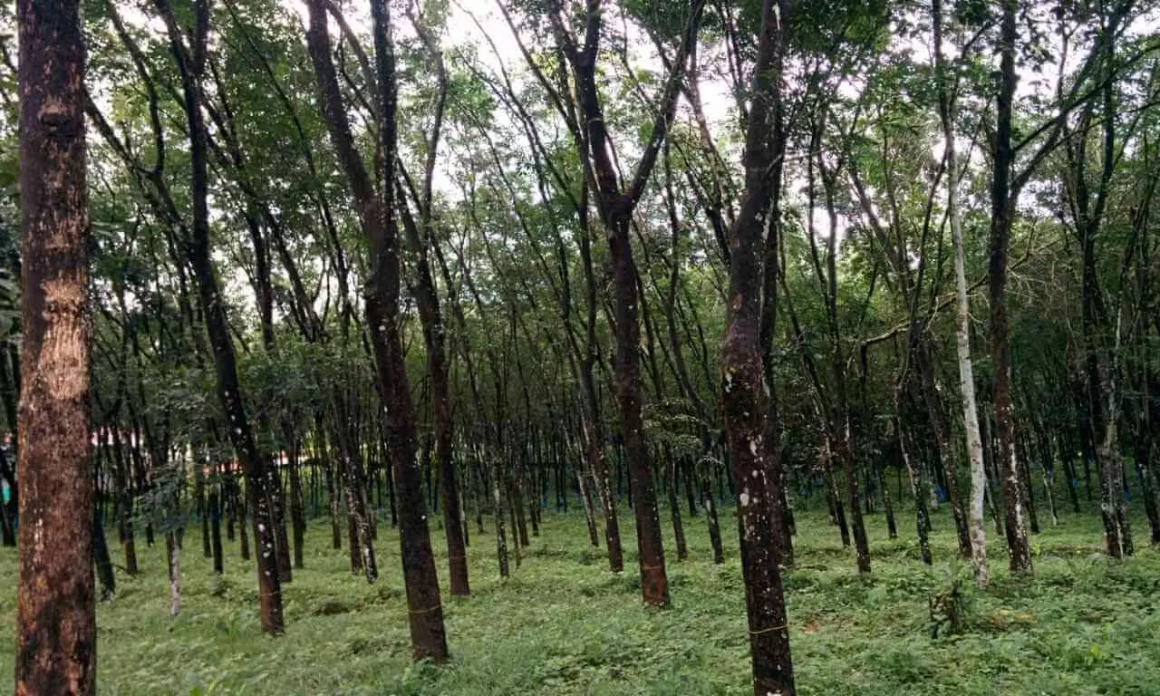 Rubber tree, Latex, rubber plantation