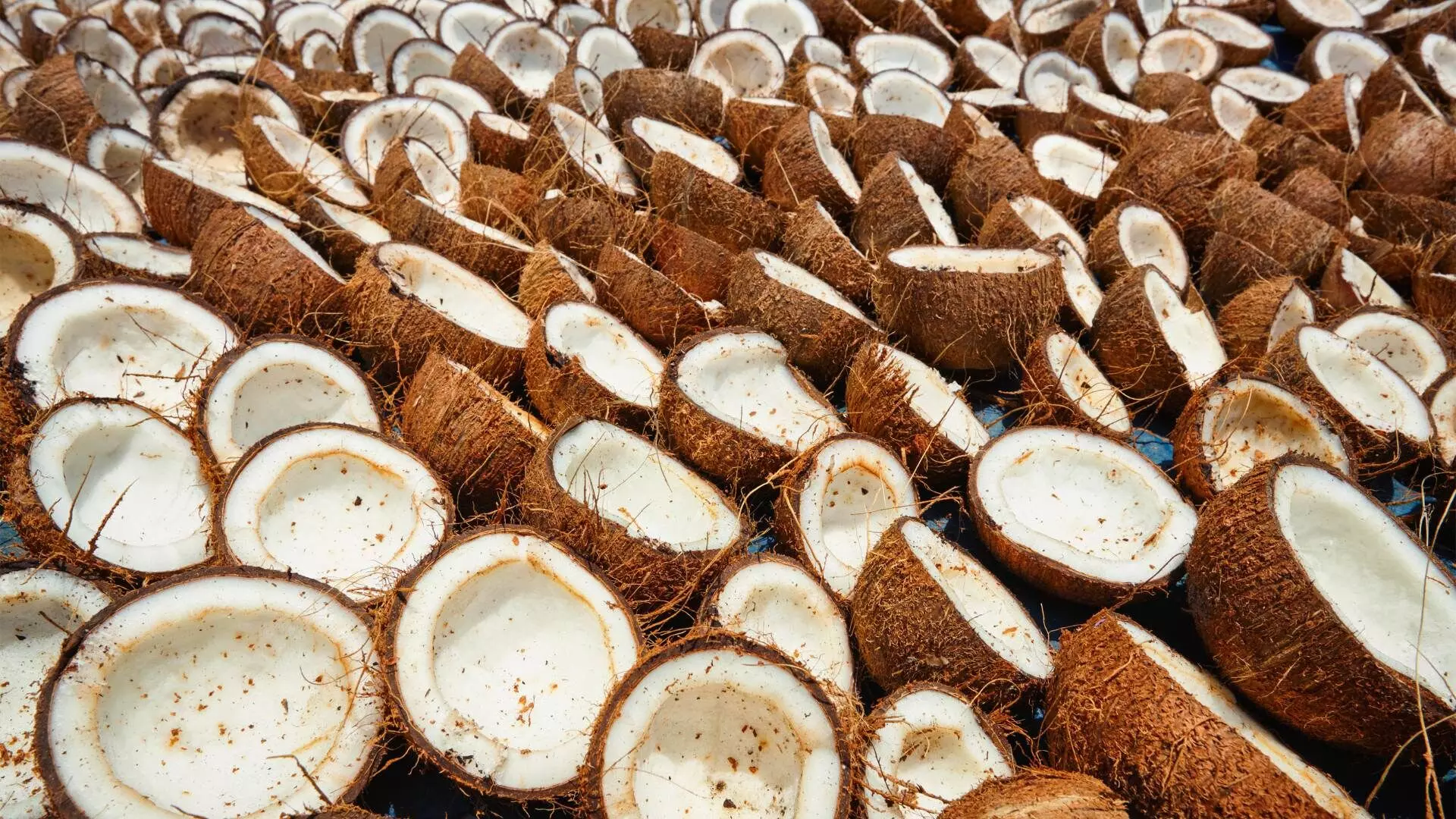 coconuts drying
