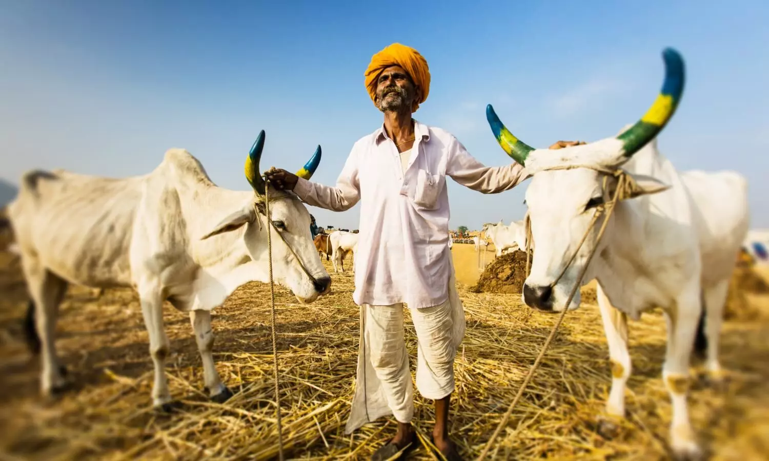 Indian farmer with his two bulls