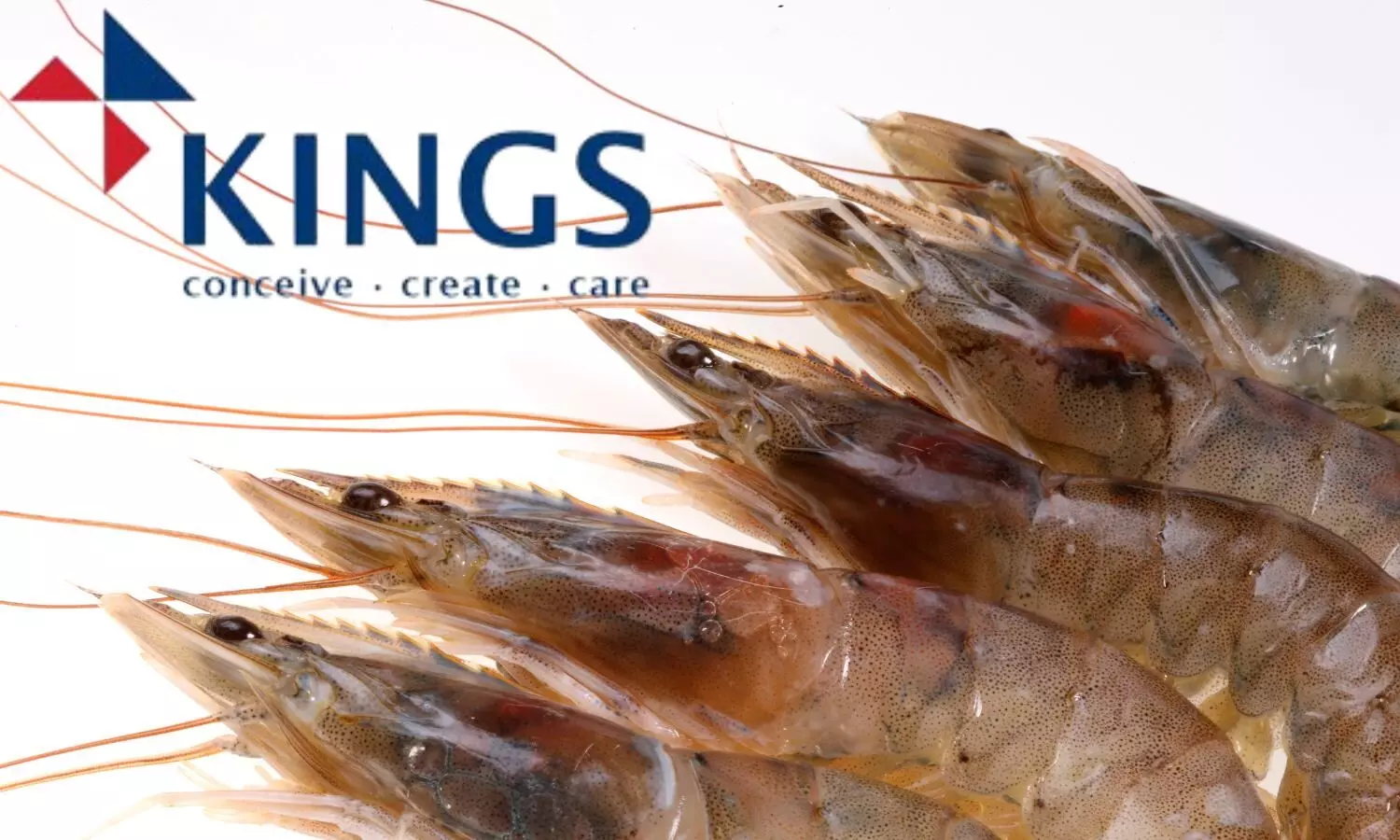 Shrimps, Kings Infra logo