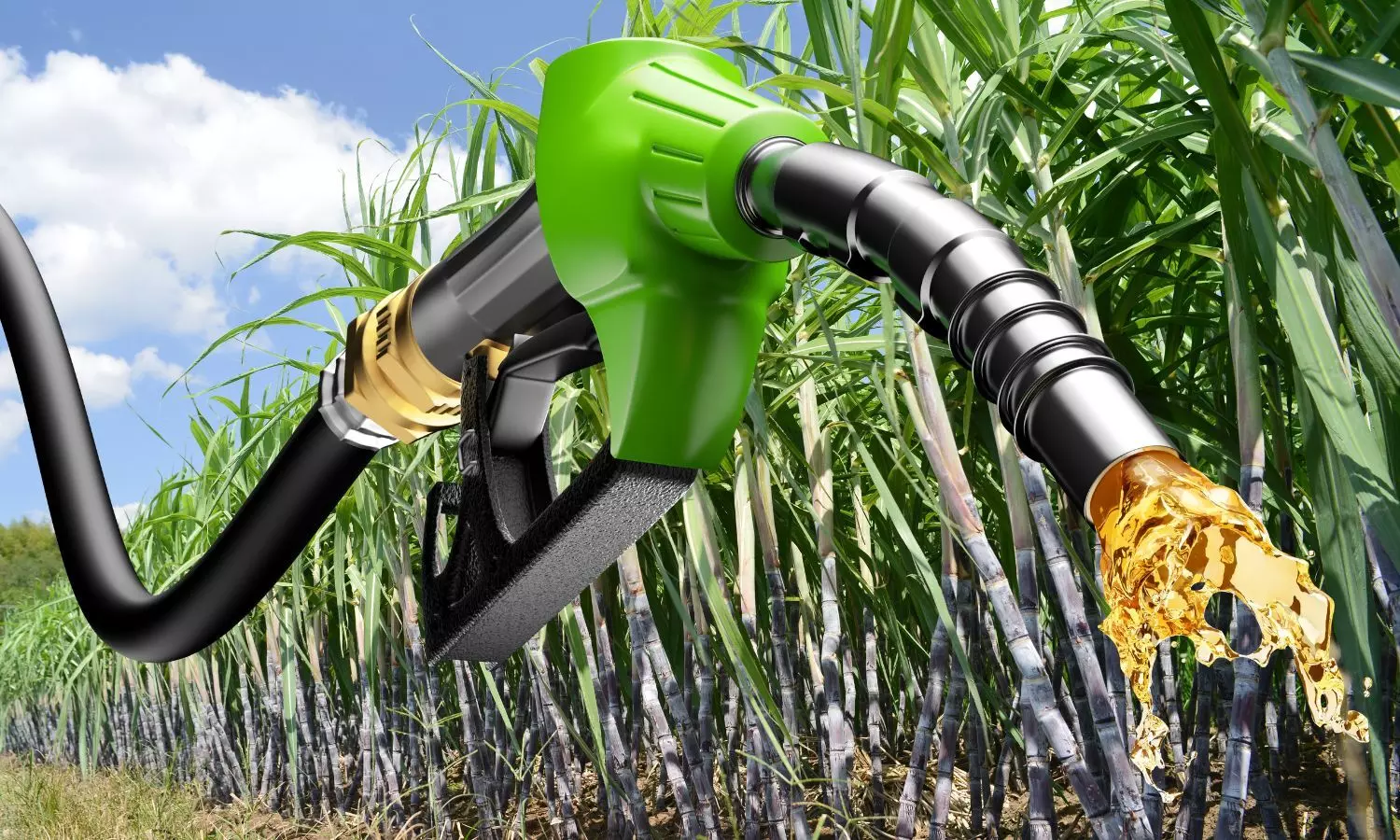 Petrol nozzle, Sugarcanes