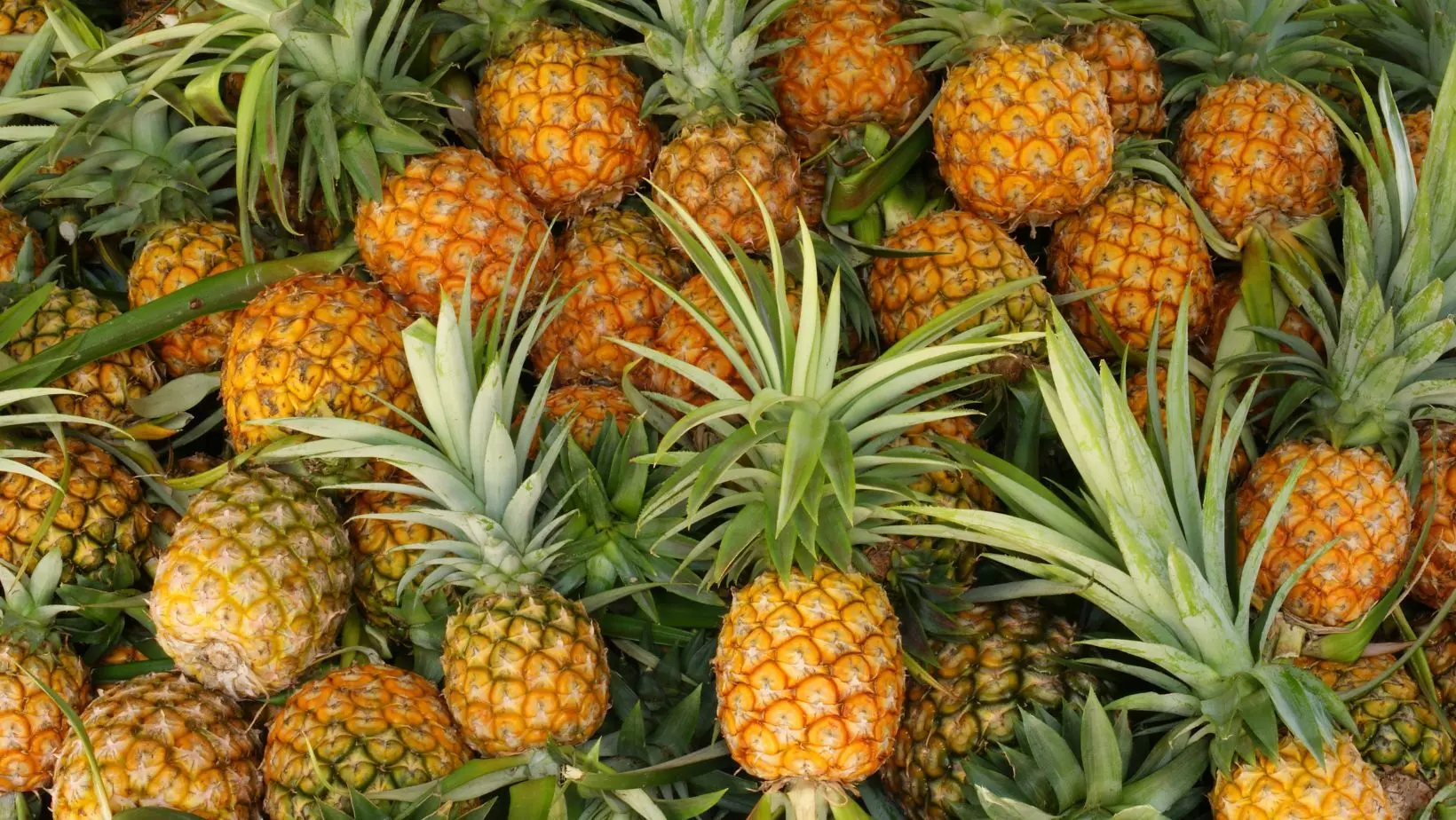 Planted pineapple instead of rubber; Prices fell: Farmers in debt