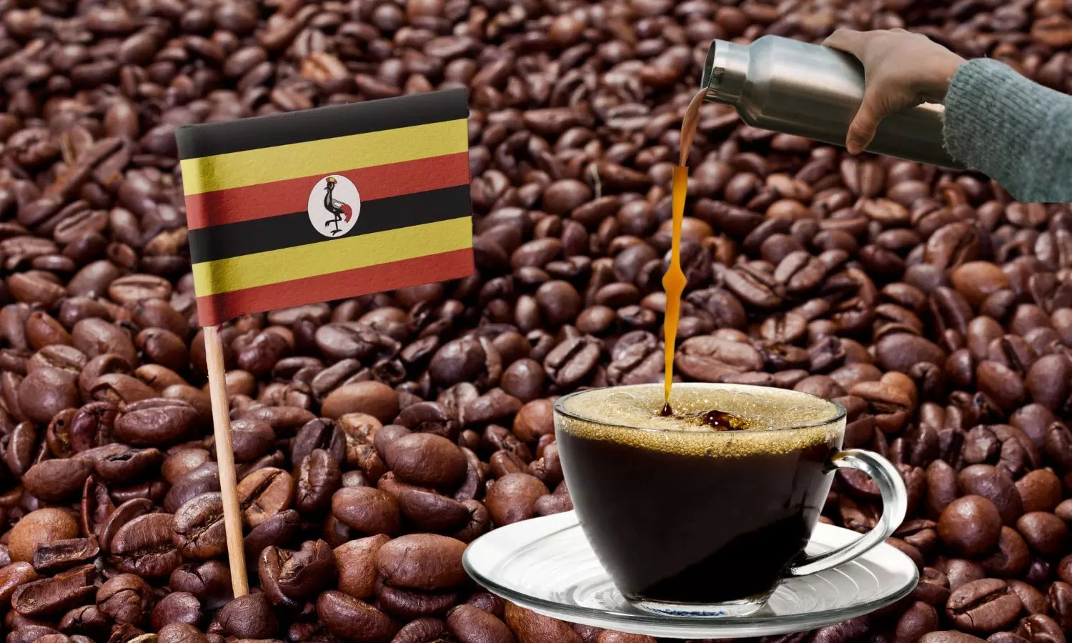 Ugandan Coffee