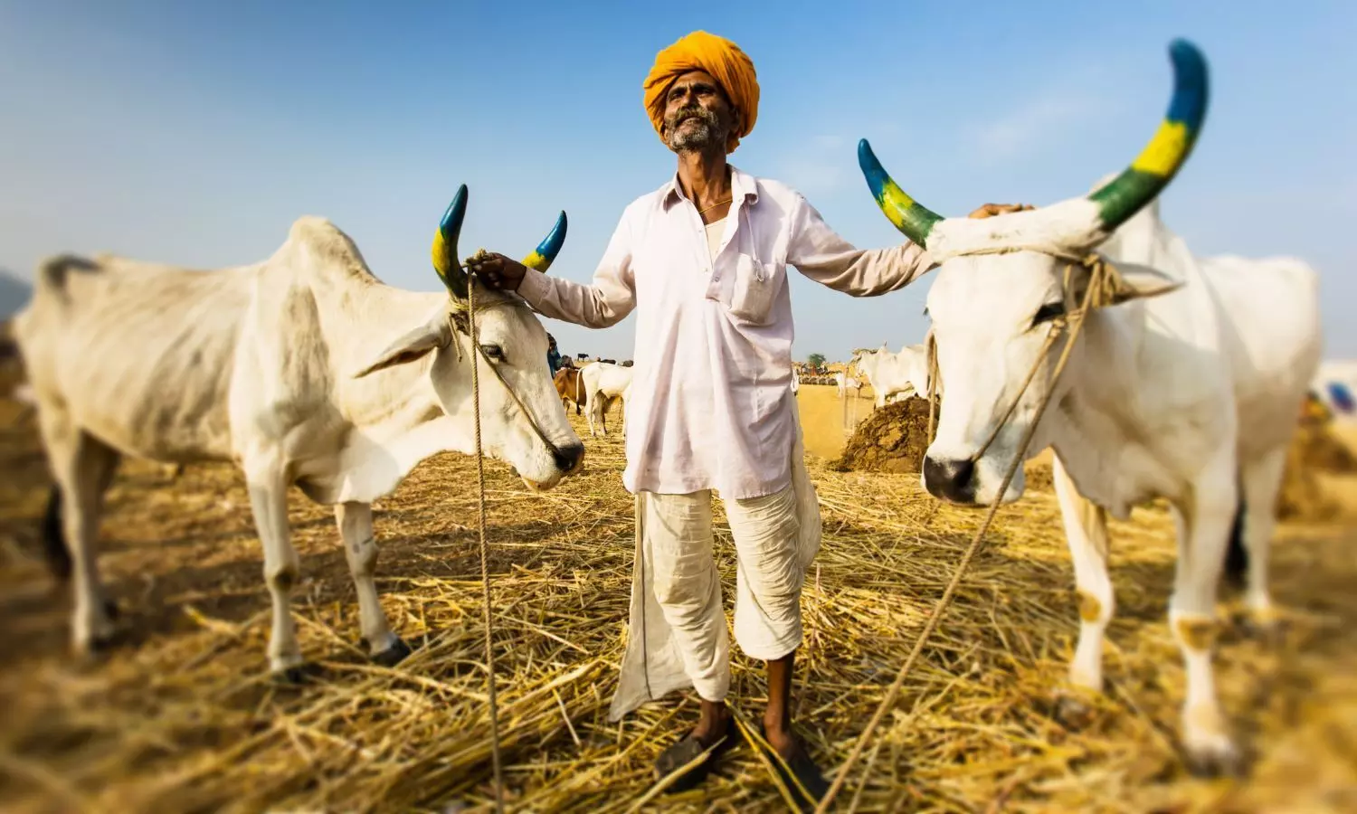 Indian farmer with his bulls