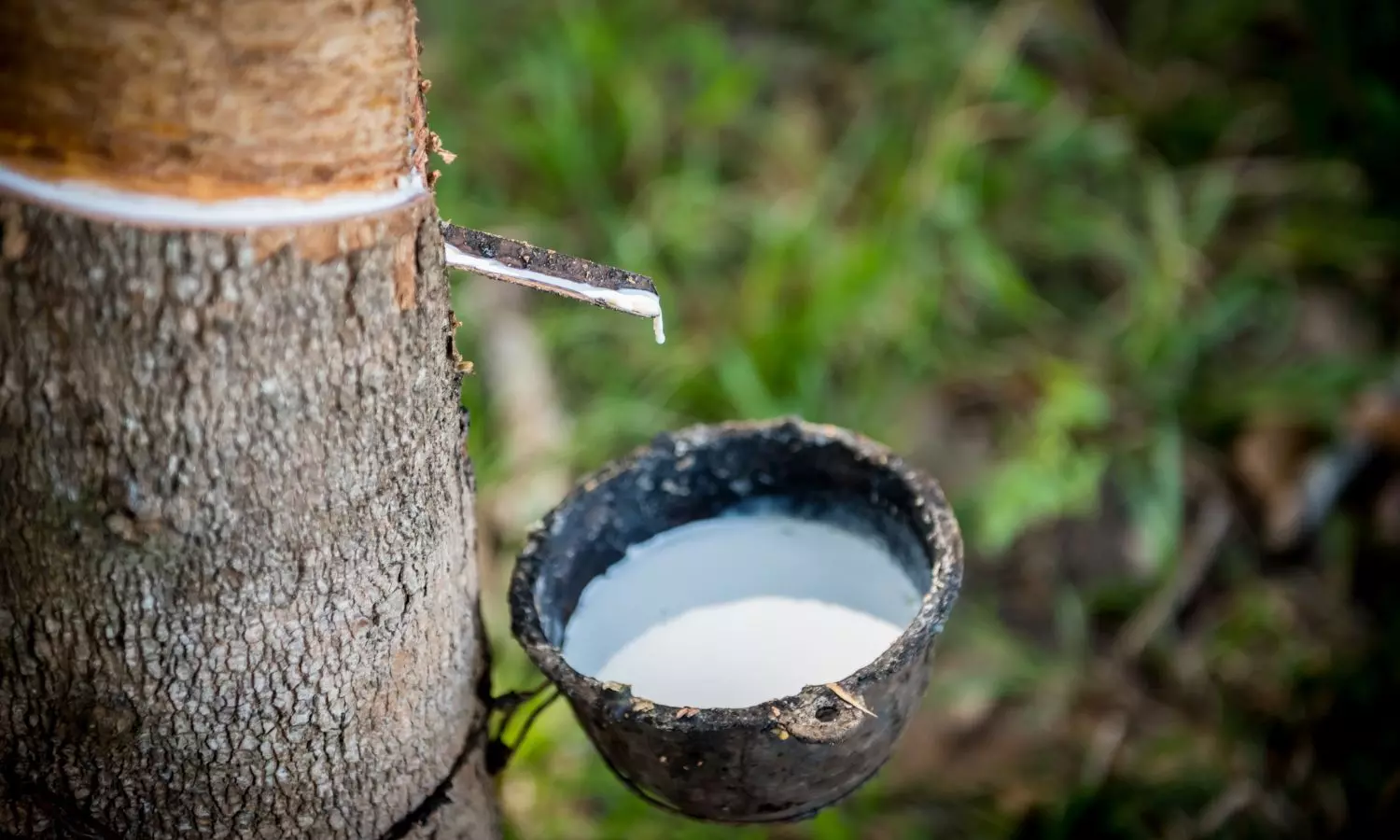 രാജ്യാന്തര റബര്‍ വില ഉയരുന്നു, കേരളത്തിലും നേരിയ വര്‍ധന; കര്‍ഷകര്‍ക്ക് താല്പര്യം റബര്‍ പാല്‍ വില്പന