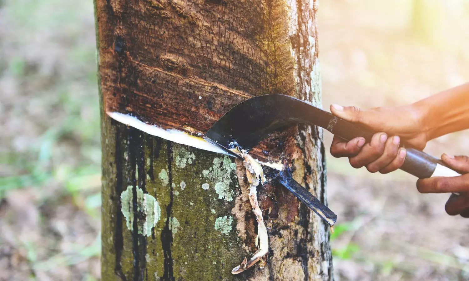 റബർ വില 200 ആകുന്നതും പ്രതീക്ഷിച്ച് കേരള കർഷകർ; തായ്‌ലൻഡിൽ ഉയരുന്നു