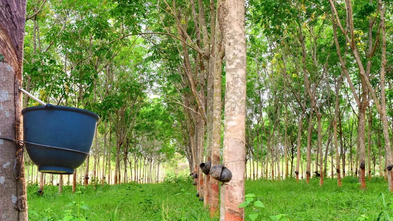 റബര്‍ കര്‍ഷകര്‍ക്ക് വില്ലന്‍ ആസിയാന്‍; വില തിരിച്ചുപിടിക്കാന്‍ വിട്ടുനില്‍ക്കല്‍ നീക്കവുമായി കര്‍ഷകര്‍