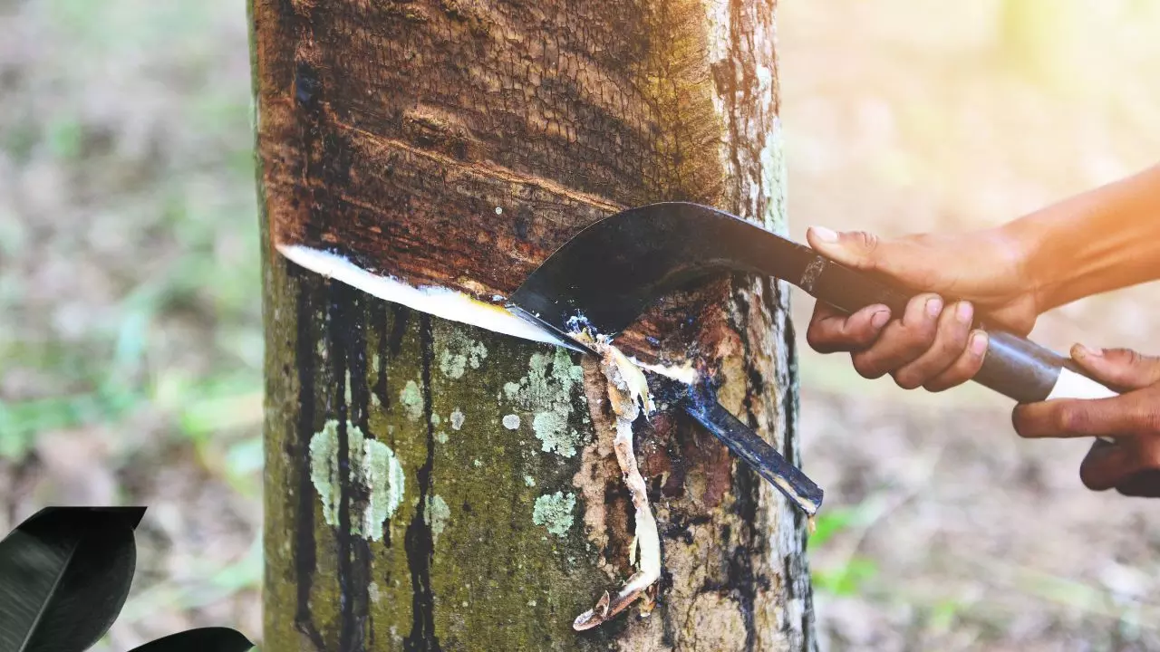 തോട്ടങ്ങളില്‍ റബര്‍ ഉത്പാദനം ചുരുങ്ങുന്നു, എന്നിട്ടും 200 തൊടാന്‍ മടിച്ച് വിപണി