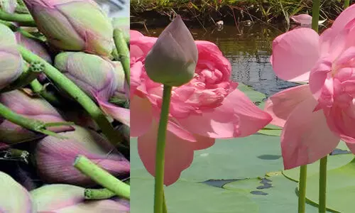 Lotus farming