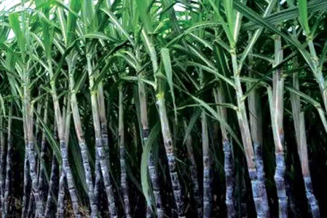 Страны выращивающие сахарный тростник. Фиджи сахарный тростник. Куба сахарный тростник плантации. Мексика сахарный тростник. Барбадос сахарный тростник.